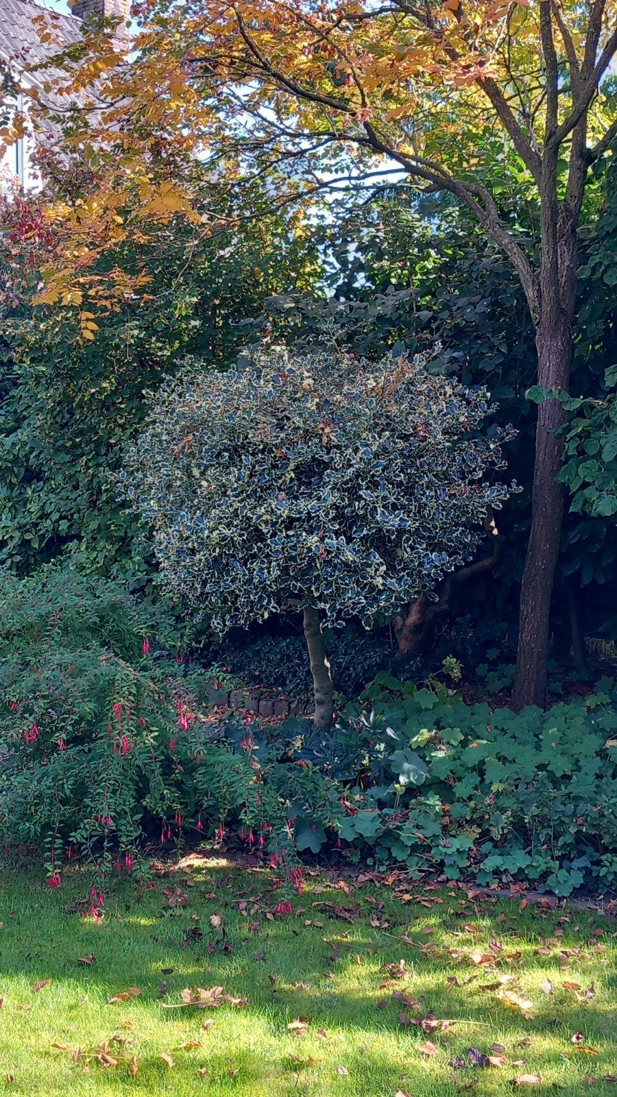 Grote bonte hulst voor bloemsierkunst herfst/kerst, Vaste plant, Bloeit niet, Halfschaduw, Ophalen