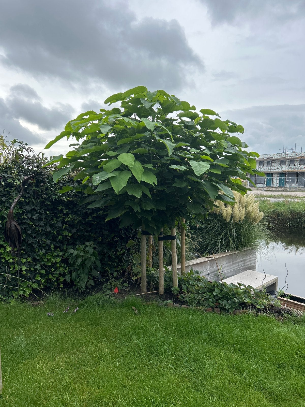 Prachtige Bol Catalpa - Ideaal voor elke tuin!, 100 tot 250 cm, Zomer, Ophalen, Volle zon