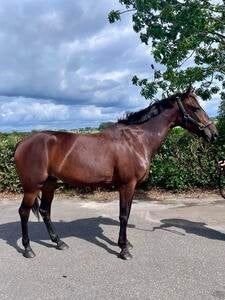 Leuk recreatiepaard merrie 1.58 hoog 8 jaar, Dieren en Toebehoren, Paarden, Minder dan 160 cm, B, 7 tot 10 jaar, Recreatiepaard