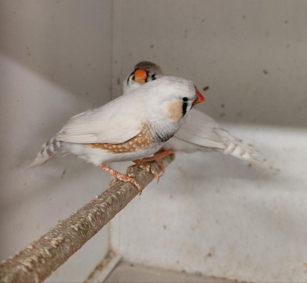 Broedkoppel zebravinken, Dieren en Toebehoren, Vogels | Overige Vogels, Meerdere dieren