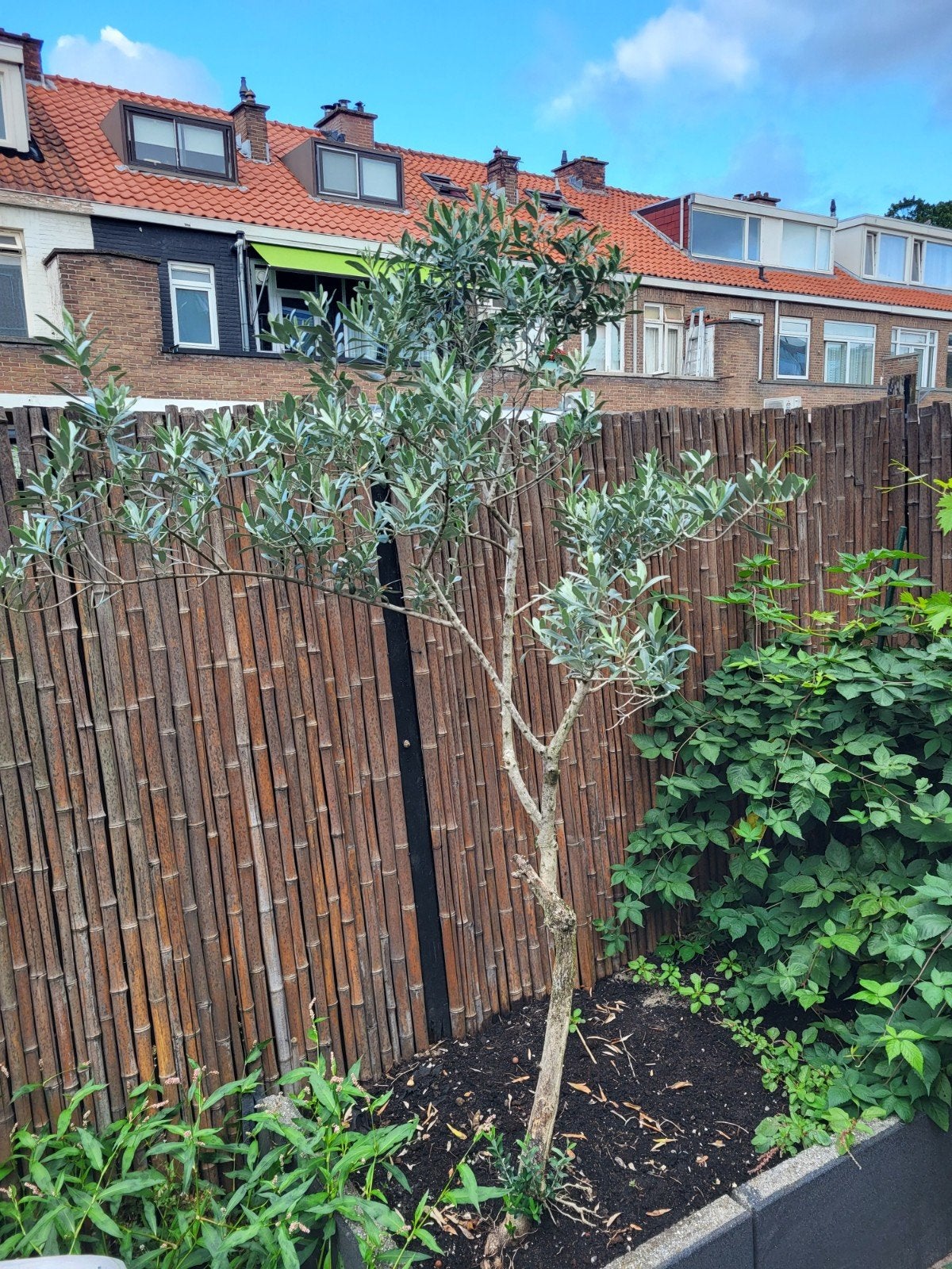 Olijfboom van circa 2 meter hoog - Zelf uitgraven, Tuin en Terras, Planten | Bomen, Bloeit niet, 100 tot 250 cm, Olijfboom, Ophalen