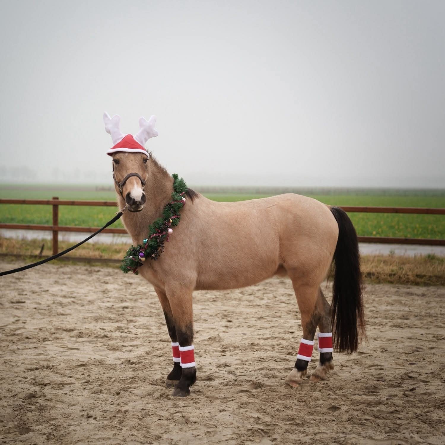 Weidemaatje/coachingspony/kinderpony, Ruin, M, Gechipt, 11 jaar of ouder