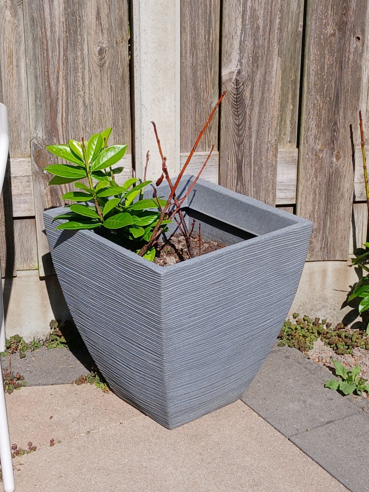 2 potten haagplanten, Ophalen, Kunststof, Gebruikt, Minder dan 60 cm