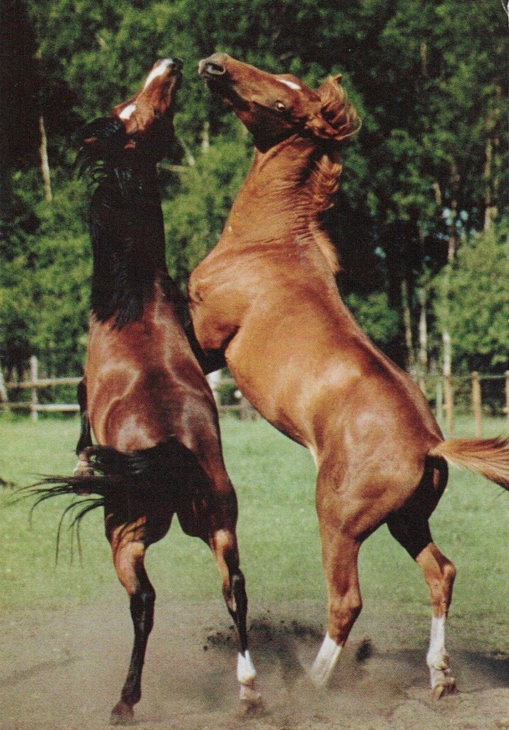 2 paarden staan tegen elkaar op 370, Verzamelen, Ansichtkaarten | Dieren, Ophalen of Verzenden, 1980 tot heden, Ongelopen, Paard