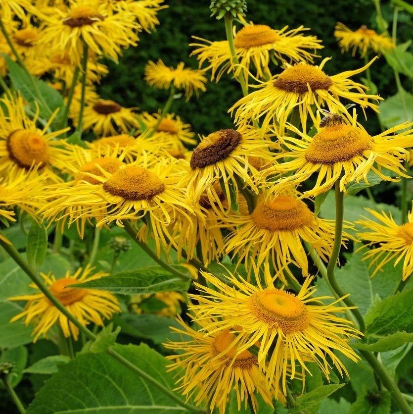 Telekia speciosa ( groot koeienoog), Tuin en Terras, Volle zon, Vaste plant, Zomer, Ophalen