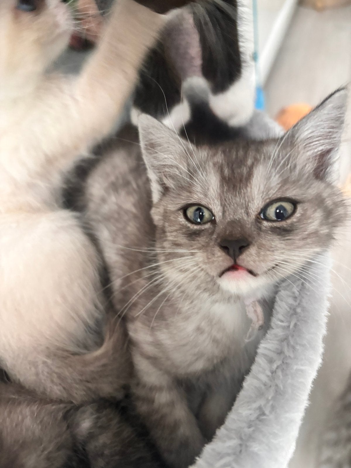 Britse korthaar /ragdoll kittens (UIT GETESTE OUDERS ), Meerdere dieren, 0 tot 2 jaar