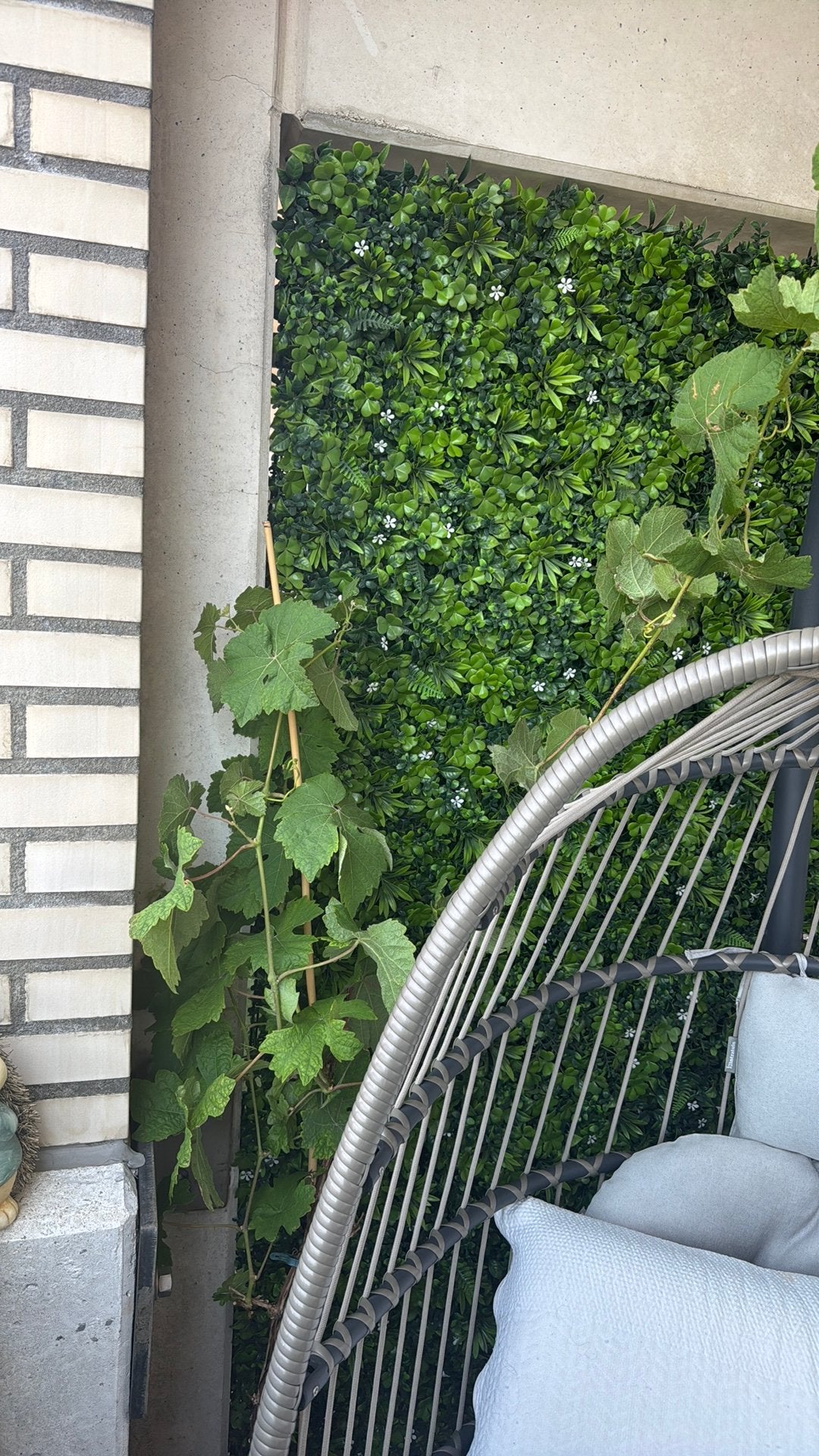 Druif plant, Tuin en Terras, Planten | Bomen, Bloeit niet, Overige soorten, Minder dan 100 cm, Ophalen
