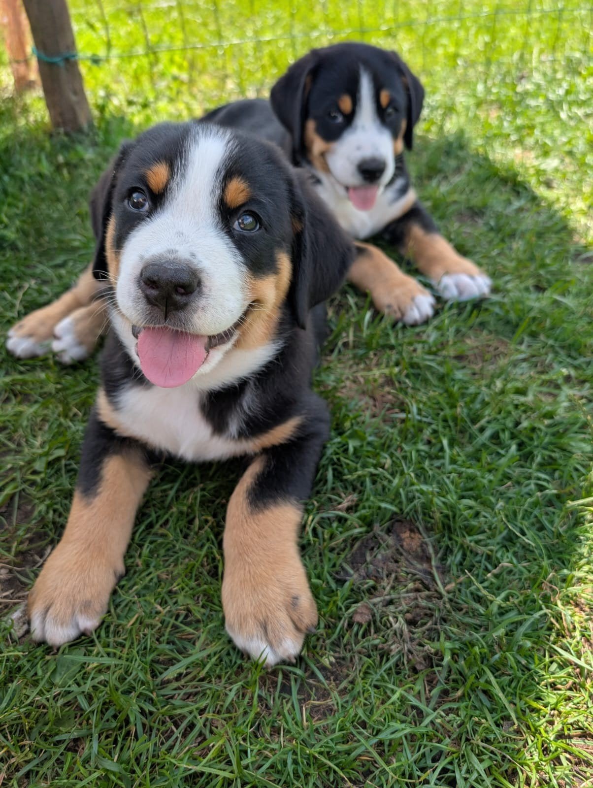 grote Zwitserse sennen pups zoeken een huisje, Parvo, Meerdere, Meerdere dieren, Nederland