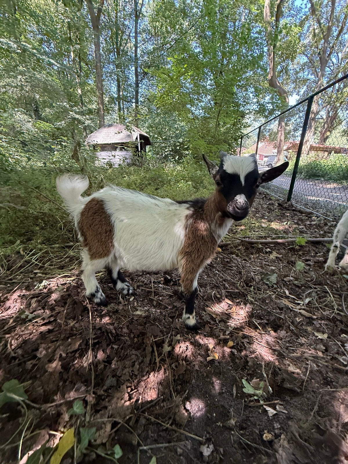 Dekbok te koop, Dieren en Toebehoren, Schapen, Geiten en Varkens, Mannelijk, Geit