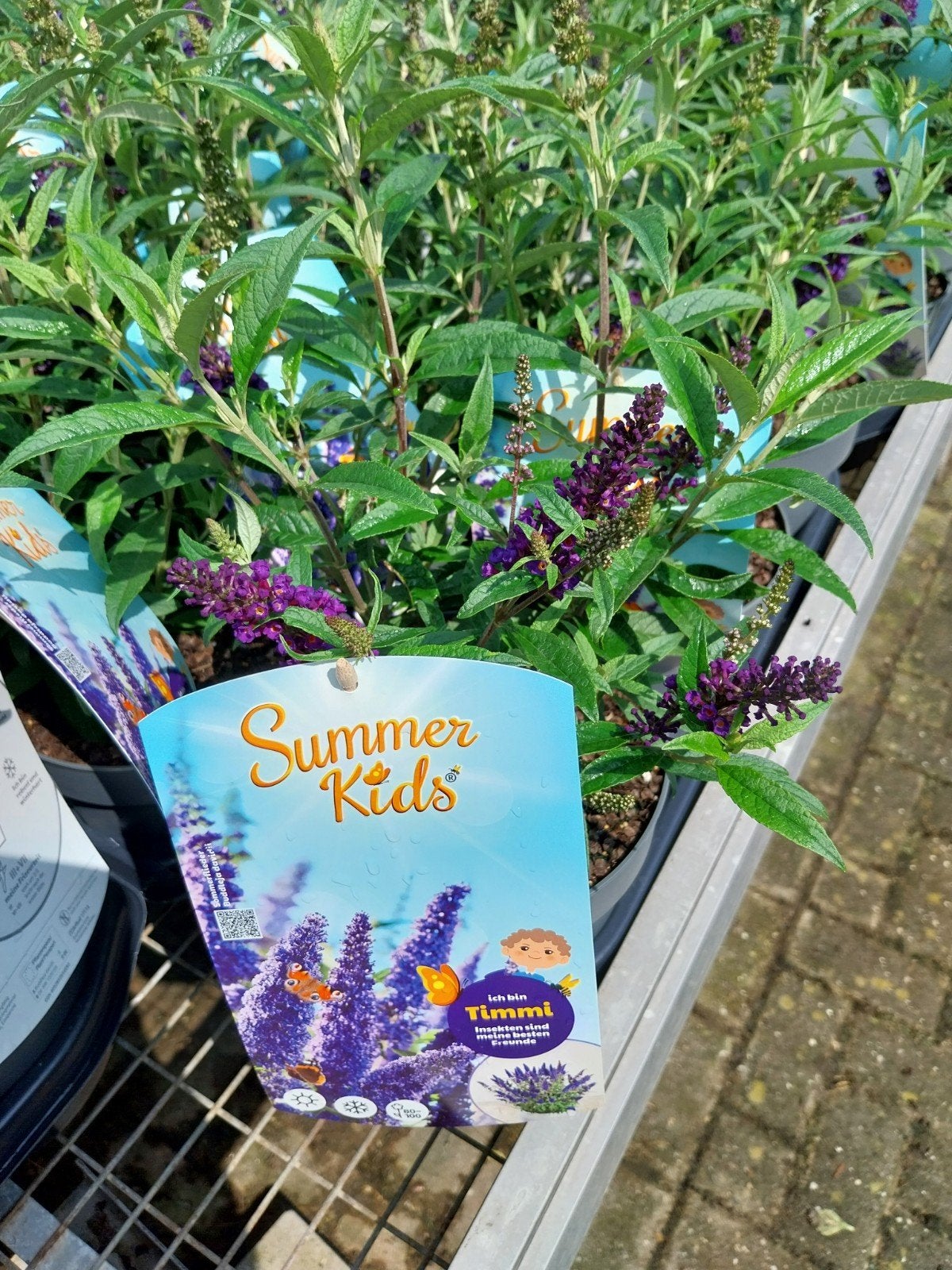 Buddleja Summer Kids 'Timmmi' - Vlinderstruik, Ophalen, Overige soorten, Volle zon