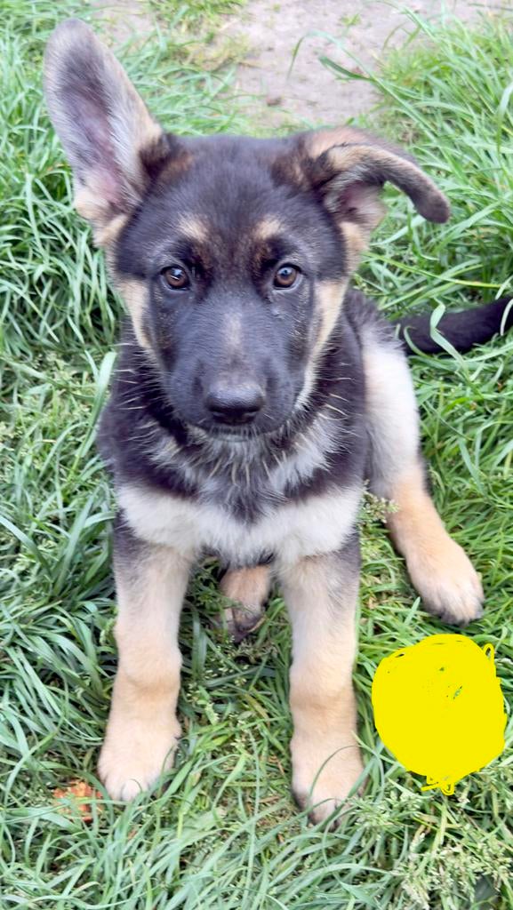 Duitse Herder pups, Parvo, België, Particulier, 8 tot 15 weken