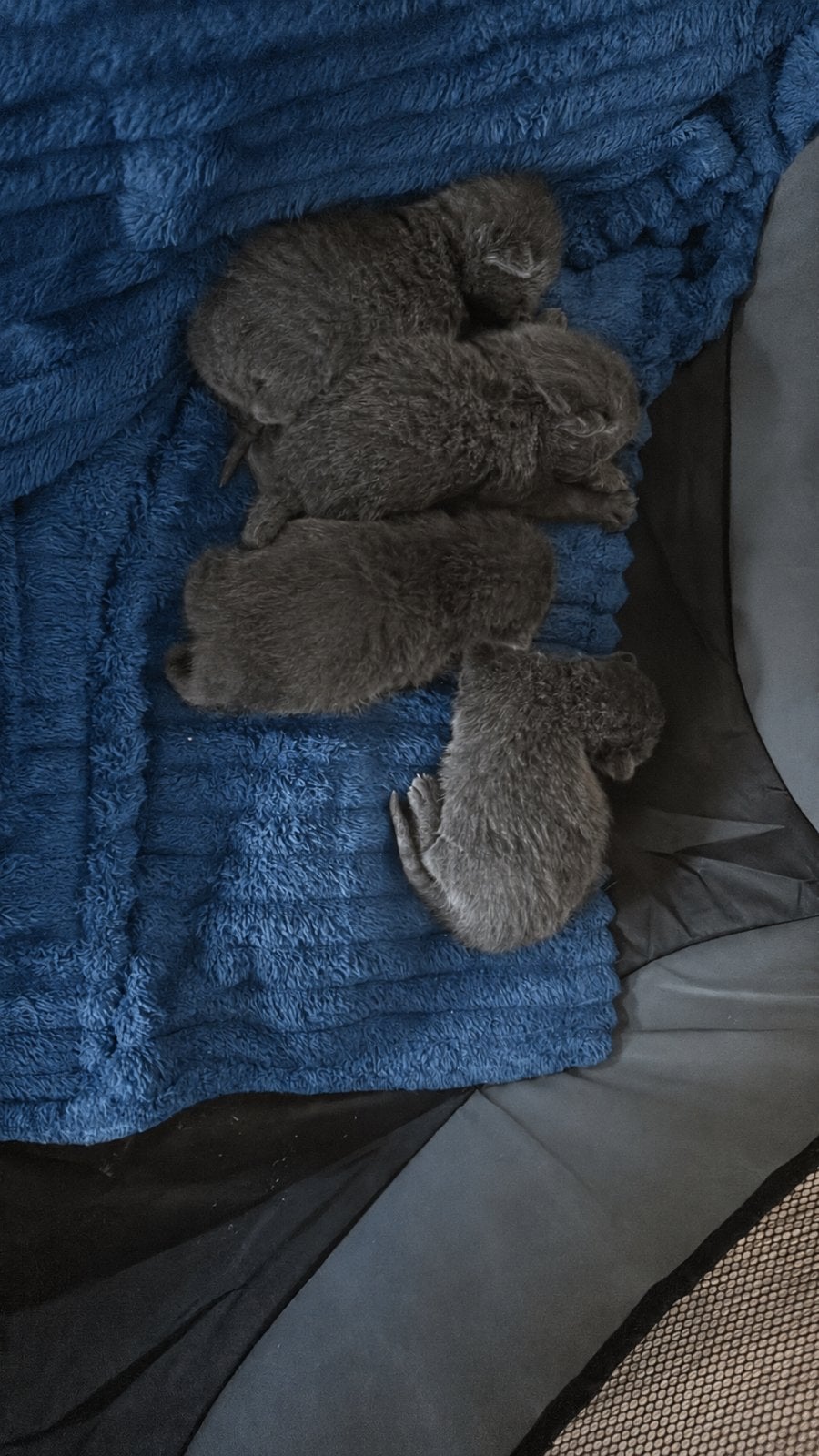Blauwe rus (laatste), Poes