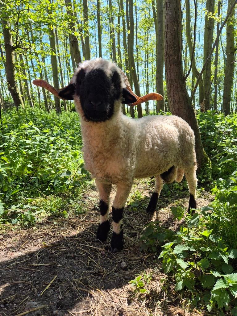 Lieve Walliser Schwarznase stamboek dekram Tim., Dieren en Toebehoren, Mannelijk, Schaap