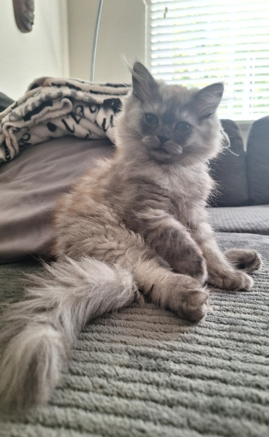 Dit prachtige meisje is klaar om te verhuizen, Dieren en Toebehoren, Poes, Gechipt, 0 tot 2 jaar