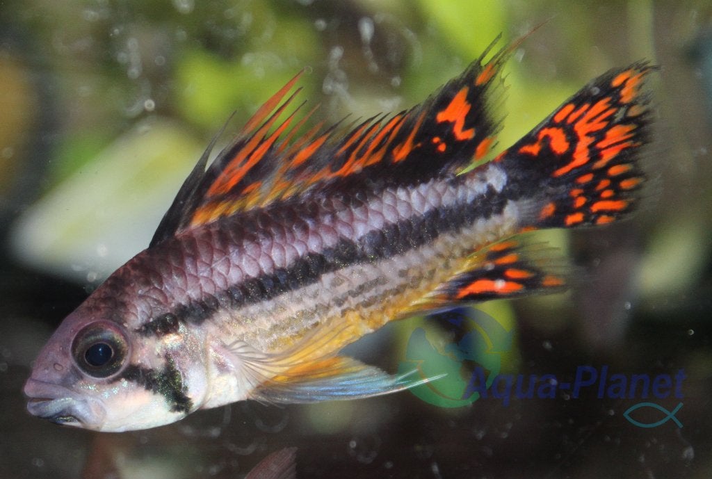 Apistogramma cacatuoides "Double Red", Vis, Zoetwatervis