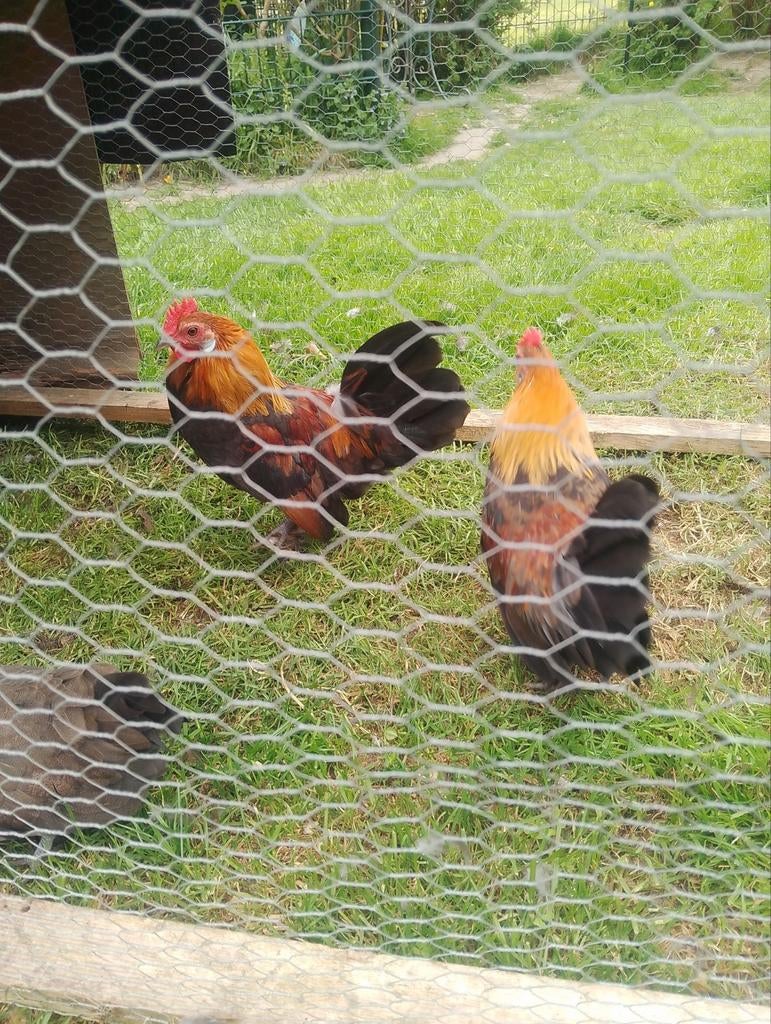 Haan Hollandse kriel, Dieren en Toebehoren, Pluimvee, Meerdere dieren, Kip