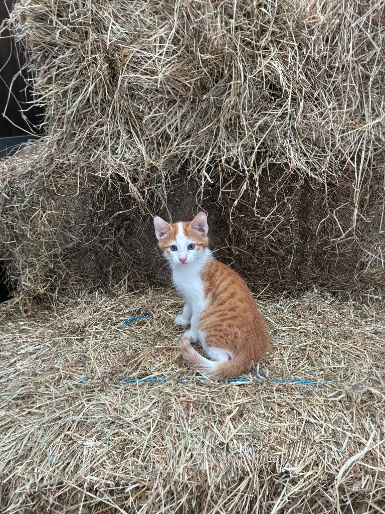 Mooie rood met witte kitten te koop - katertje, Dieren en Toebehoren, Kater, Kortharig, 0 tot 2 jaar