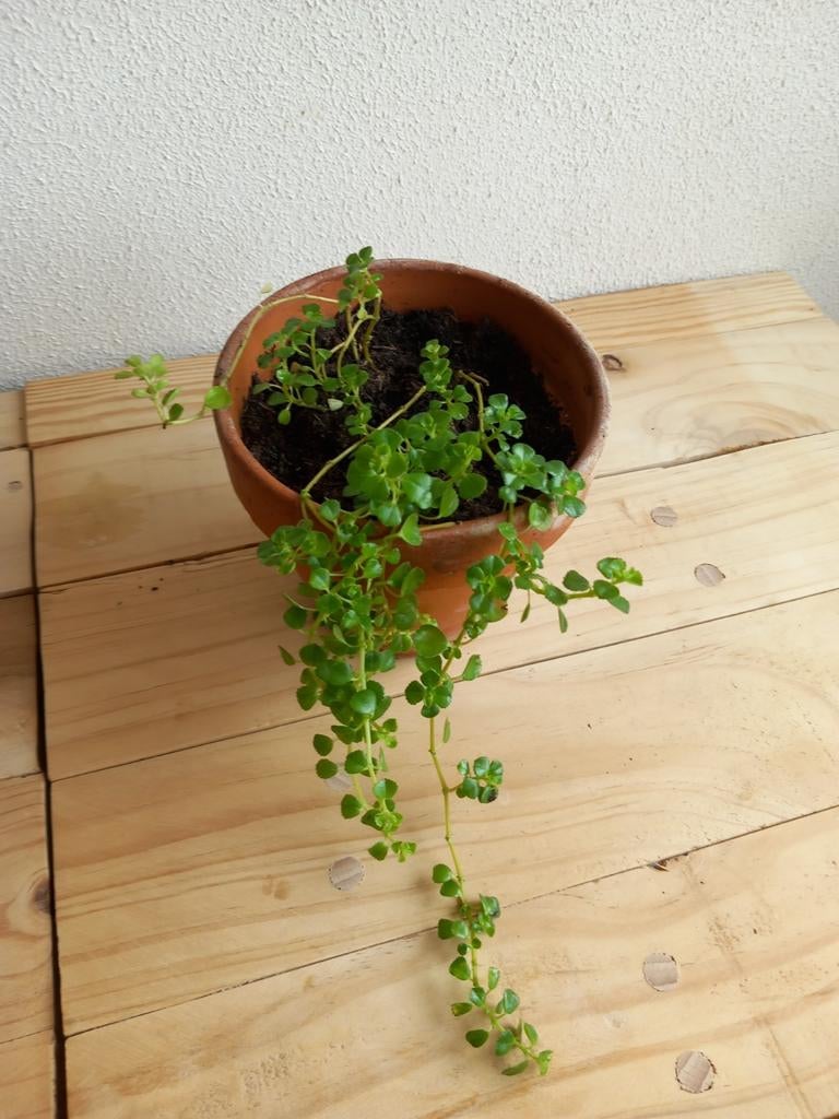 Slaapkamergeluk pilea baby tears met terracotta potje., Huis en Inrichting, Kamerplanten, Ophalen, Halfschaduw, Minder dan 100 cm