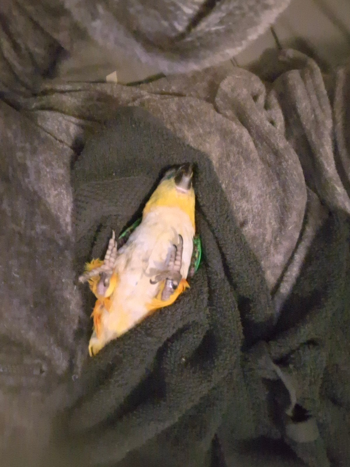 Zwartkop Caique - man-  met DNA certificaat, Bijen