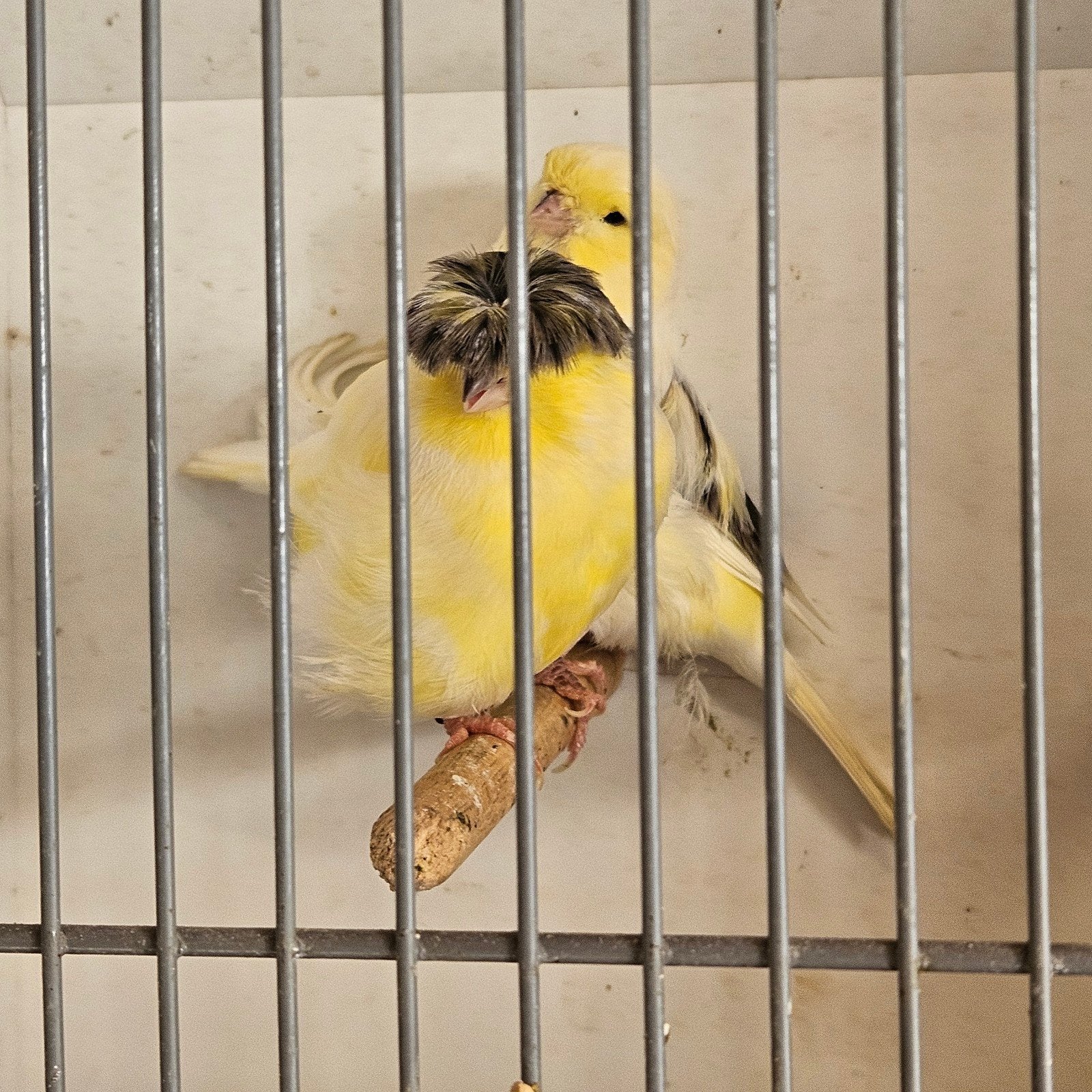 koppel glosters, Meerdere dieren