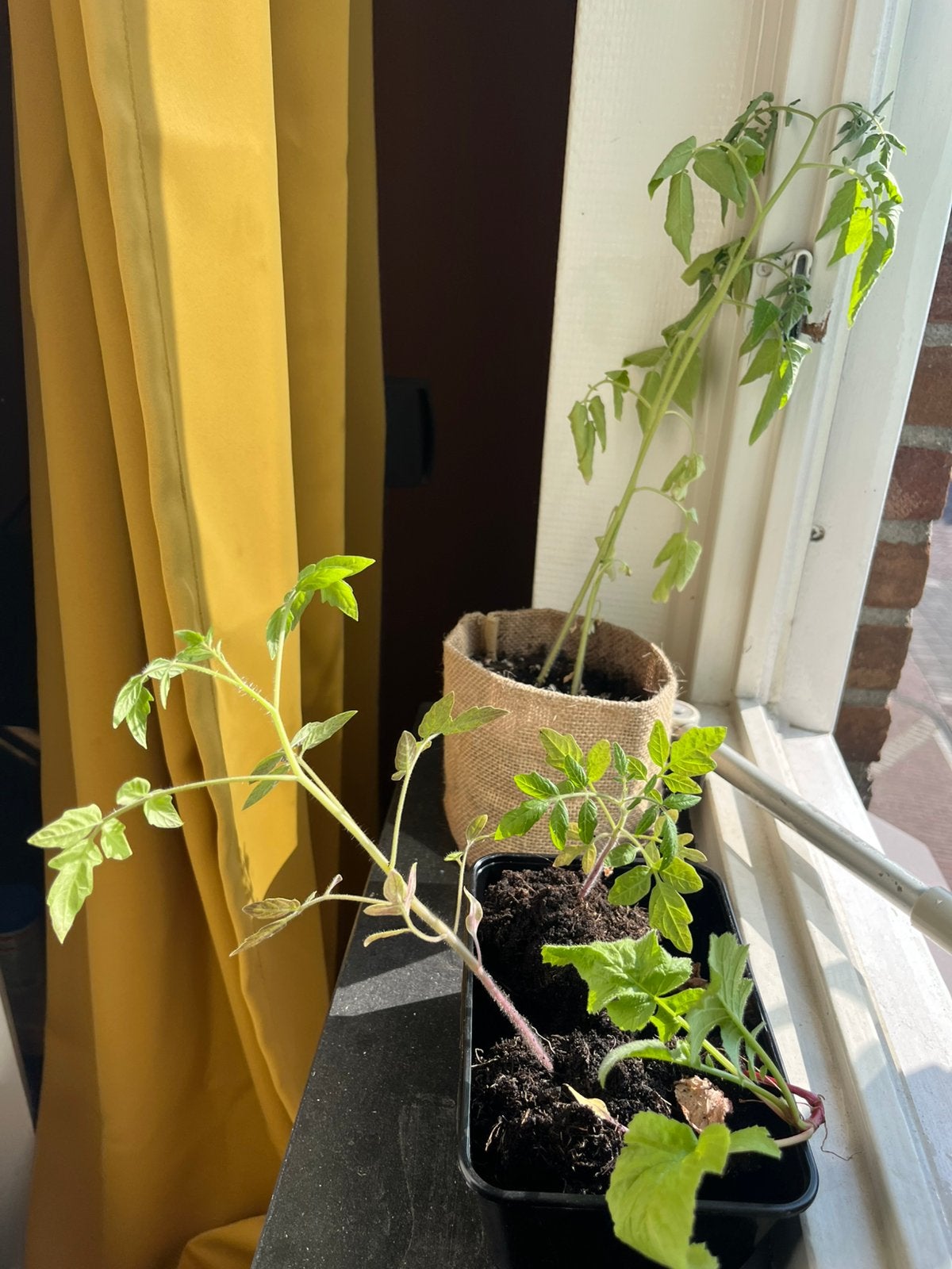 Moestuinplantjes ter adoptie wegens geplande reis ️, Tuin en Terras, Ophalen, Minder dan 100 cm, Overige soorten, Zomer