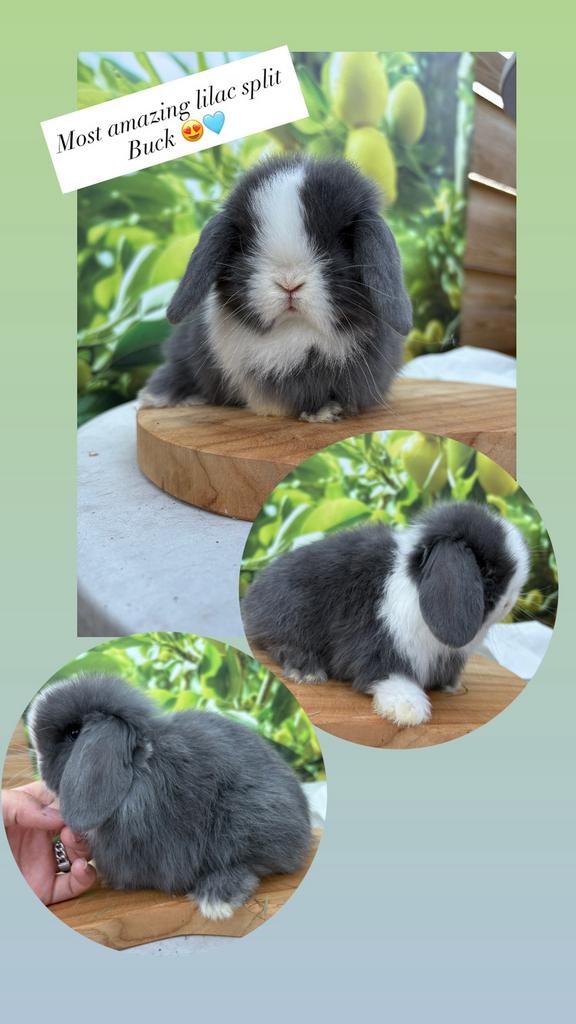 Mega knappe raszuivere minilop ram 🐰💙, Dieren en Toebehoren, Konijnen, Dwerg, Mannelijk, 0 tot 2 jaar, Hangoor