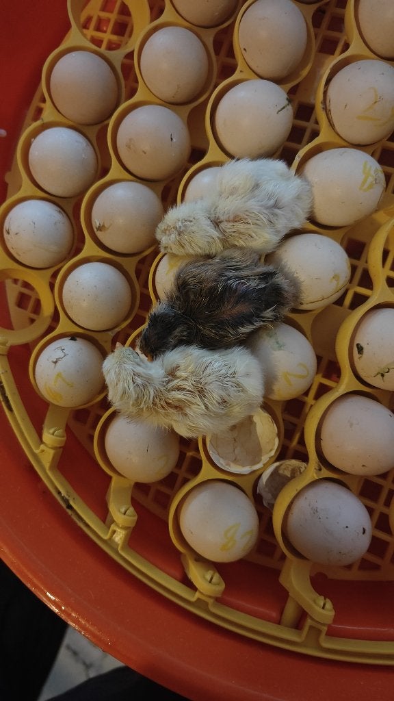 Onagadori chick, Dieren en Toebehoren, Meerdere dieren, Kip