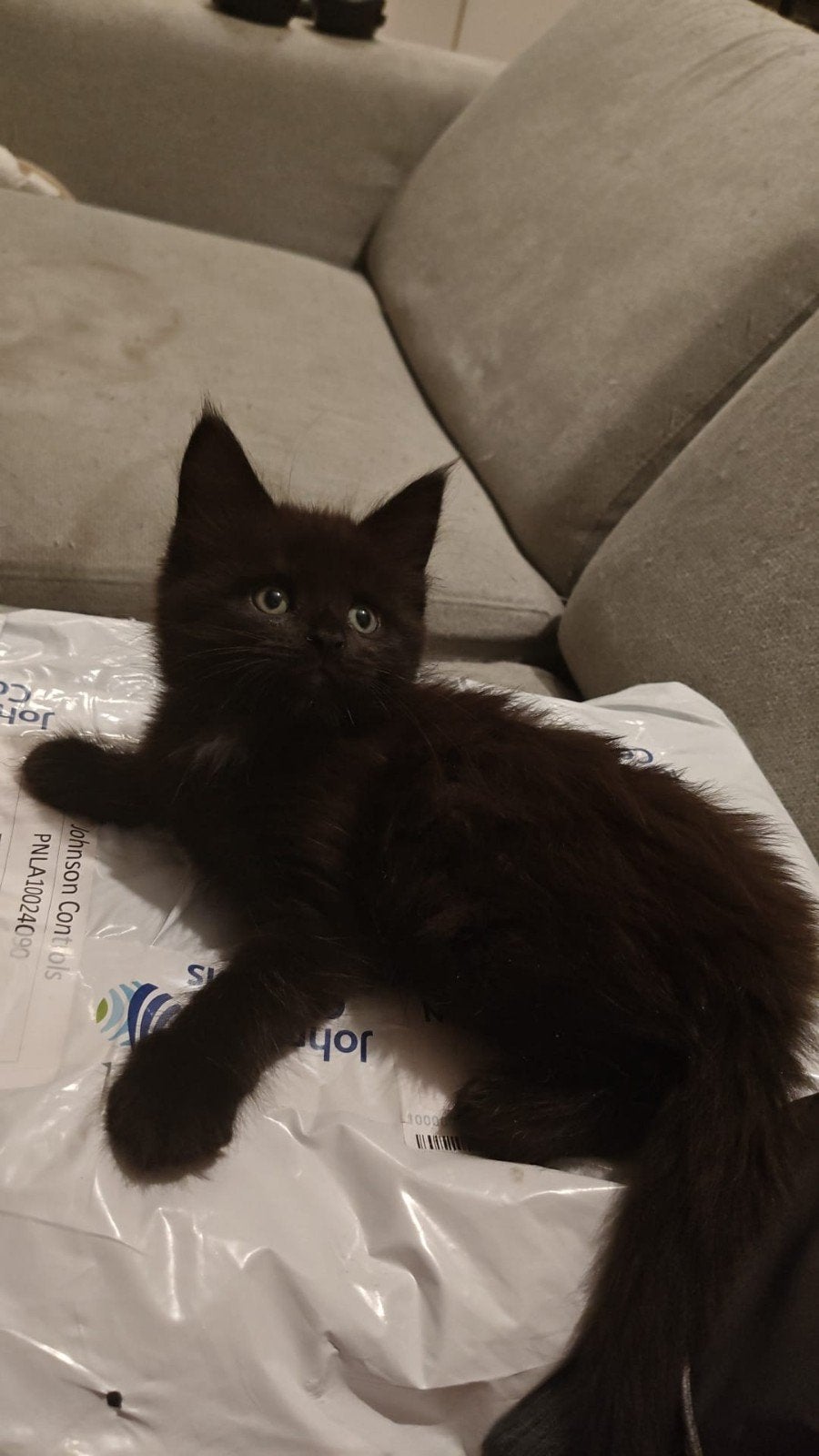 Maine Coon x Britsekorthaar kittens, Kater, Langharig, 0 tot 2 jaar
