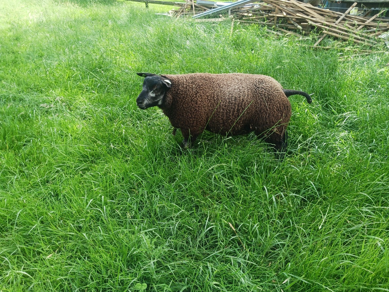 Blauwe texelaar rammen, Dieren en Toebehoren, Mannelijk, Schaap