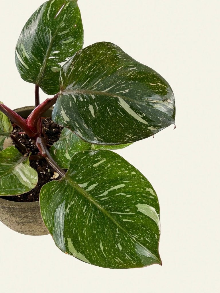 Philodendron White Knight marble p15, Huis en Inrichting, Kamerplanten, Ophalen of Verzenden, Halfschaduw, Minder dan 100 cm