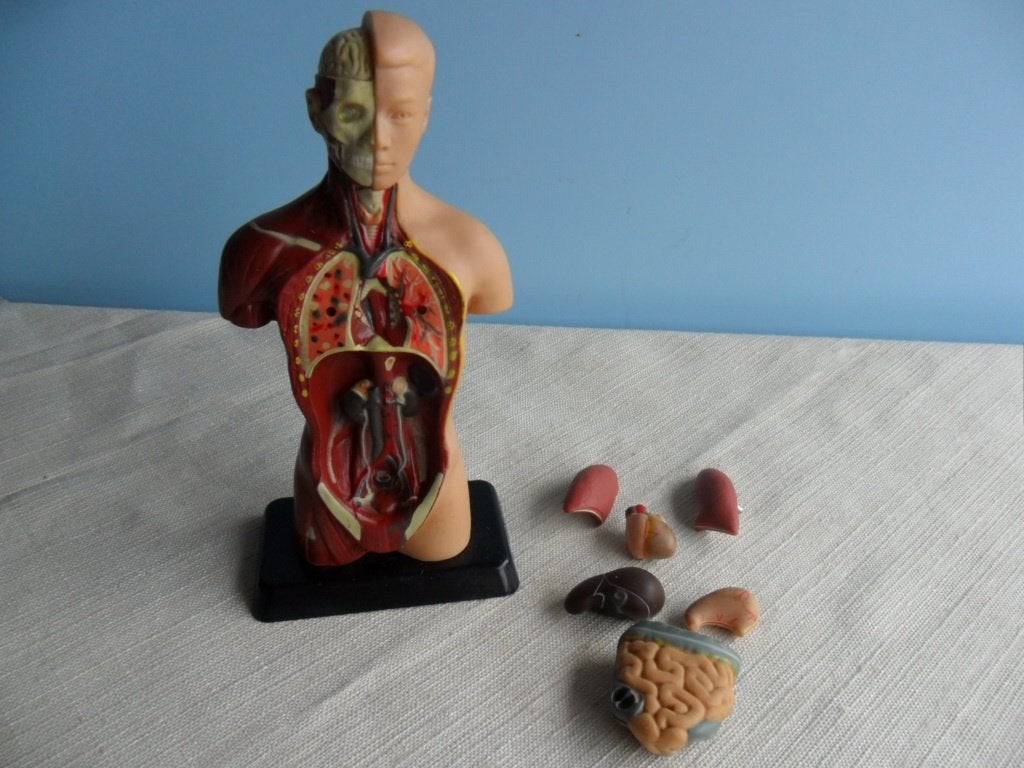 Anatomisch model – menselijk lichaam, Ophalen of Verzenden