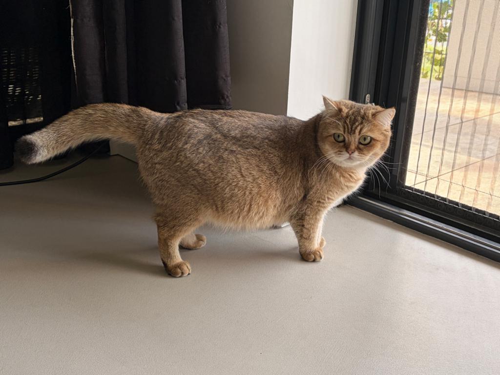 Kittens van onze Nala (britse korthaar), Dieren en Toebehoren, Meerdere dieren, 0 tot 2 jaar