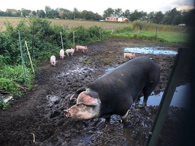 biggen, Meerdere dieren, Varken, 0 tot 2 jaar