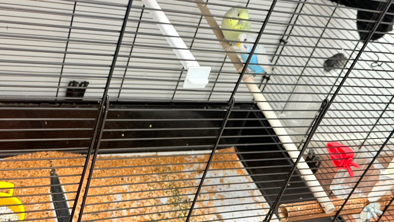 Parkieten+ kooi+voer, Meerdere dieren, Parkiet, Tam