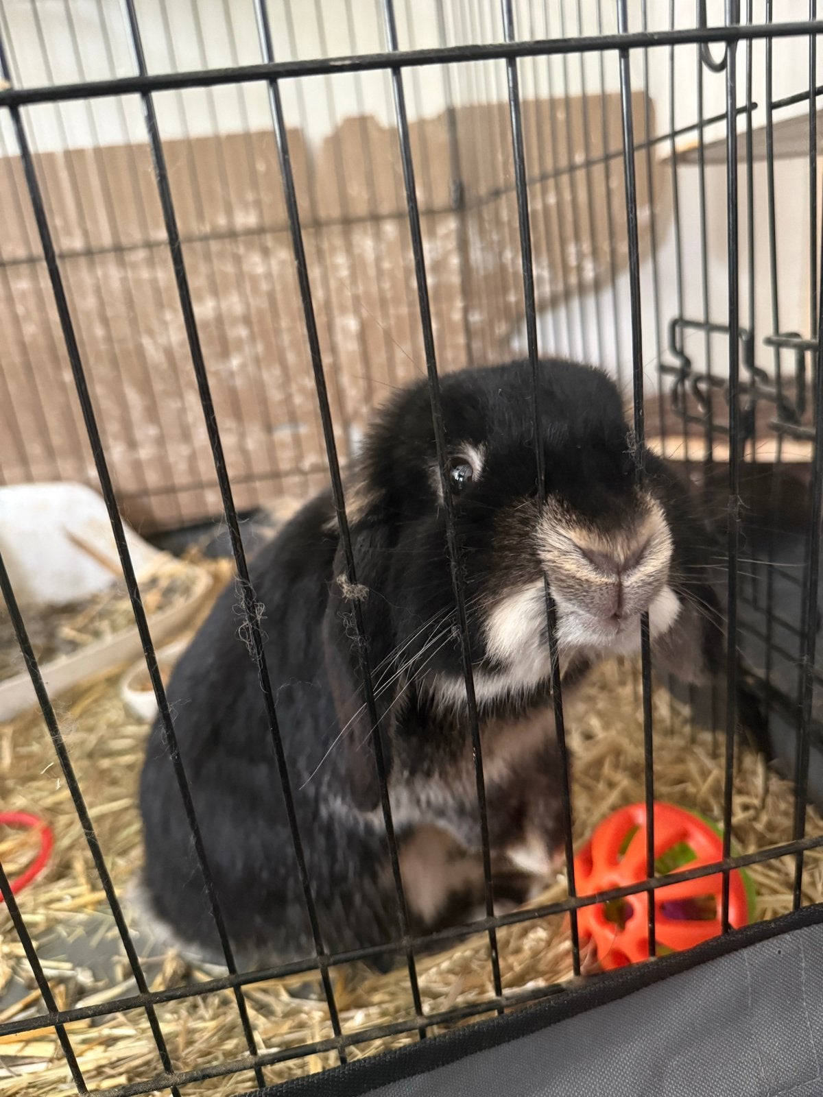 NHD konijn ram, Dieren en Toebehoren, Konijnen, Mannelijk, Dwerg, Hangoor, 0 tot 2 jaar