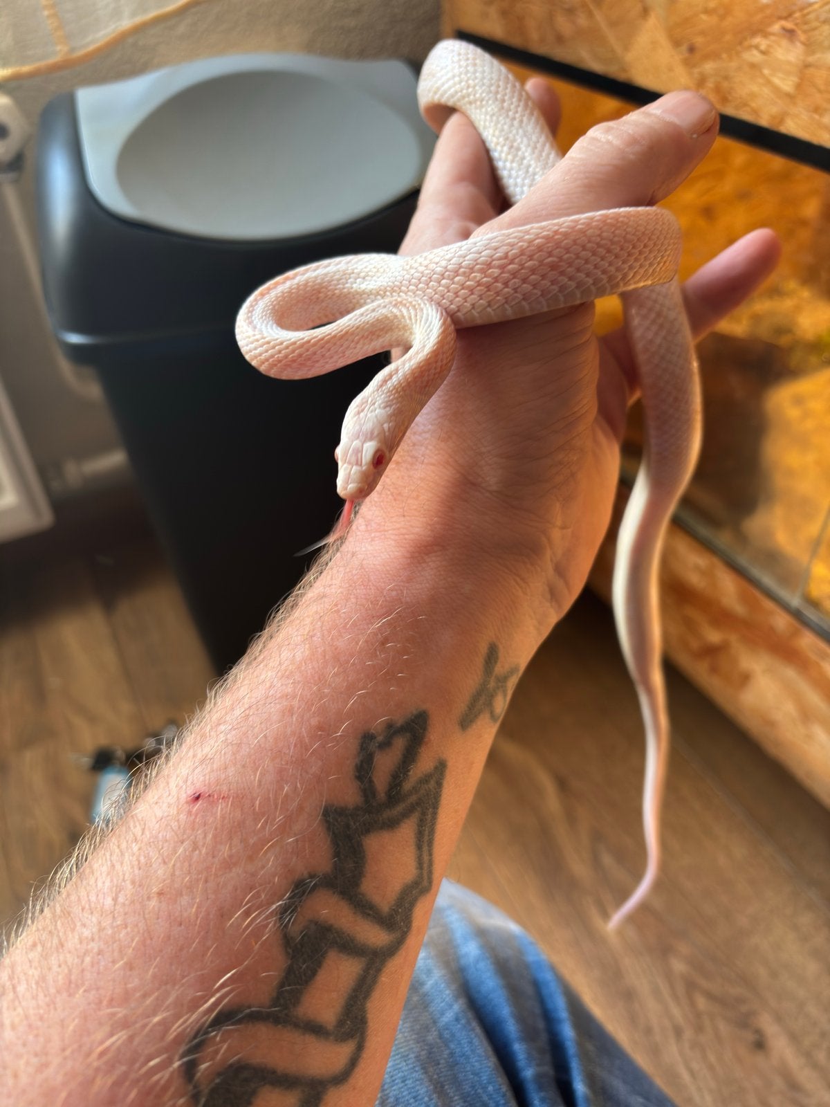 Zeer mooie rattenslangen Rat Snake photo 3