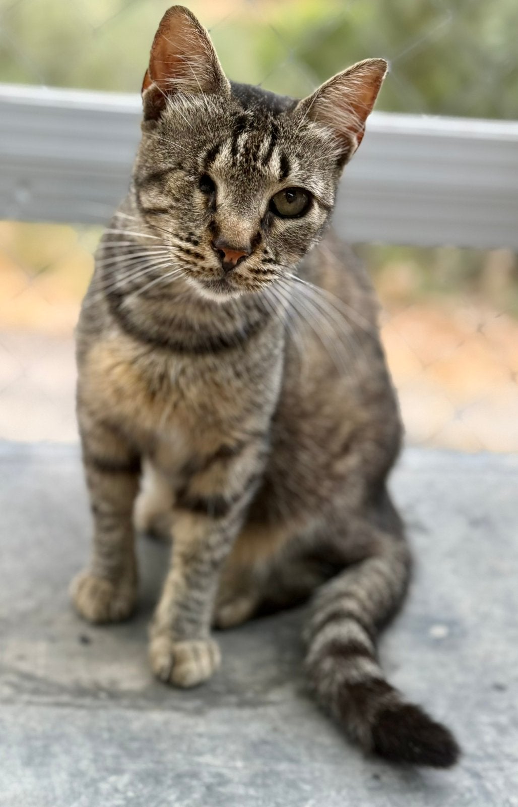 Lieve en aanhankelijke poes, Dieren en Toebehoren, Katten en Kittens | Overige Katten, Poes