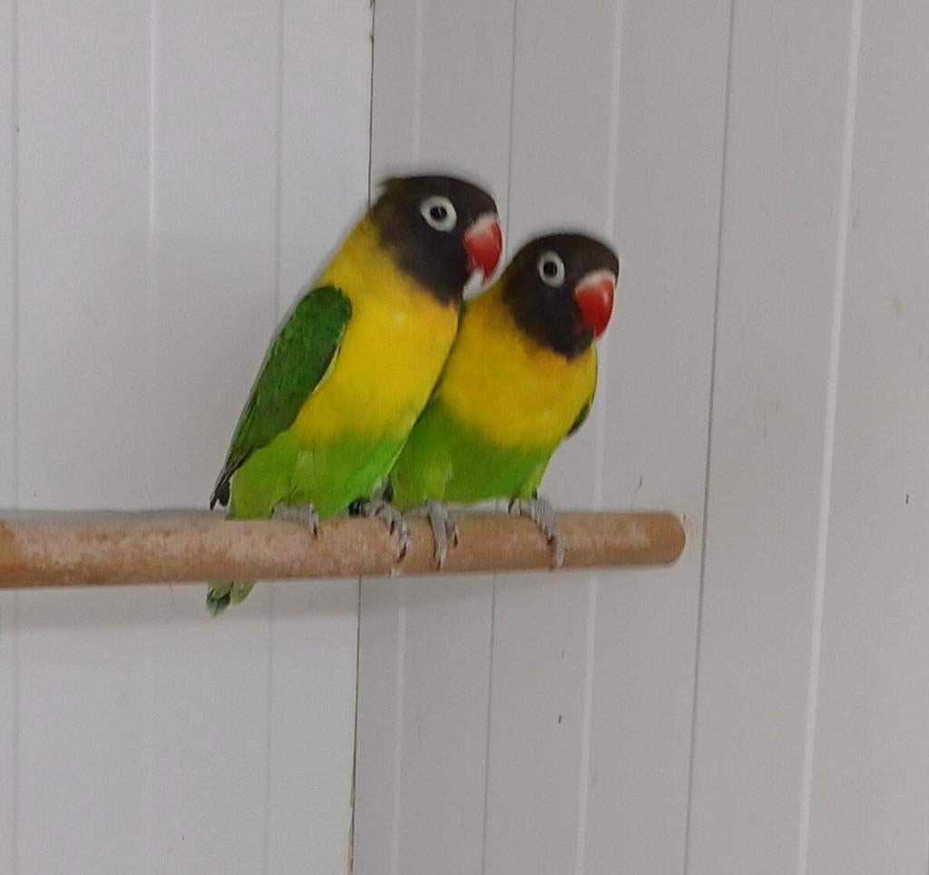 Mooie Agapornis Personata Personatus, Dieren en Toebehoren, Vogels | Parkieten en Papegaaien, Meerdere dieren, Dwergpapegaai of Agapornis