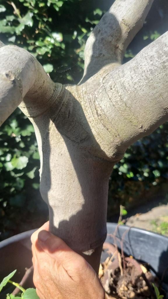 Ficus carica (stamdoorsnee 12-14cm), Tuin en Terras, Planten | Bomen, Ophalen, Bloeit niet, Volle zon, Overige soorten