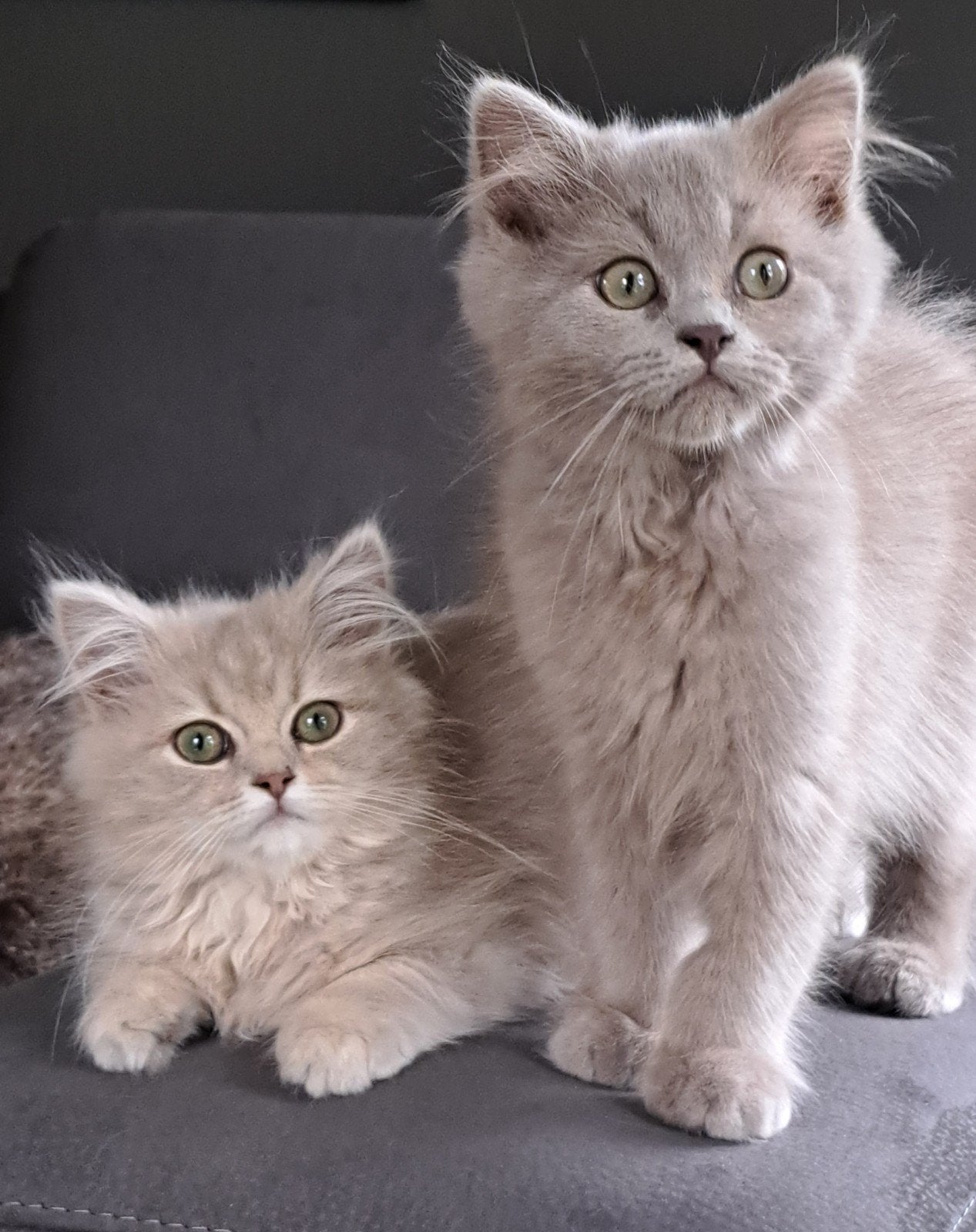 ⭐⭐Uniek mooie Lilac  Ragdoll/Cherubim kittens MET STAMBOOM, Dieren en Toebehoren, Meerdere dieren, Met stamboom, 0 tot 2 jaar