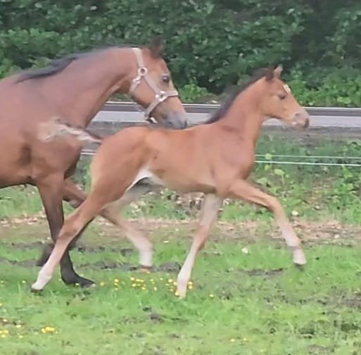 mooi welsh partbred veulen, Dieren en Toebehoren, Dressuurpony, 0 tot 2 jaar, Hengst, Met stamboom