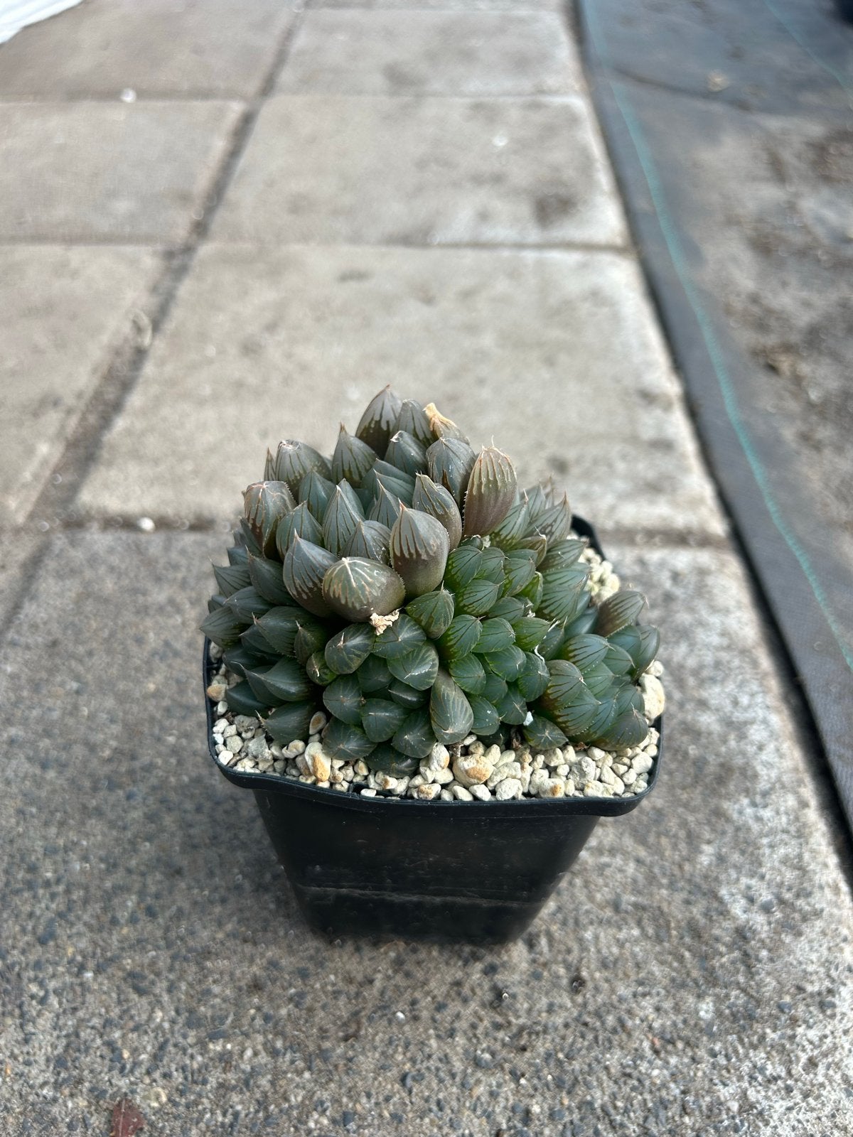 Haworthia Cooperi - Succulent cluster, Overige soorten, Volle zon, Vaste plant, Ophalen of Verzenden