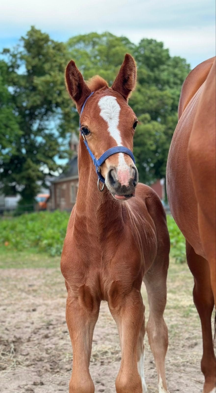 Mega gaaf springveulen Ultra Star JM!️, Springpaard, Met stamboom, 0 tot 2 jaar, Hengst