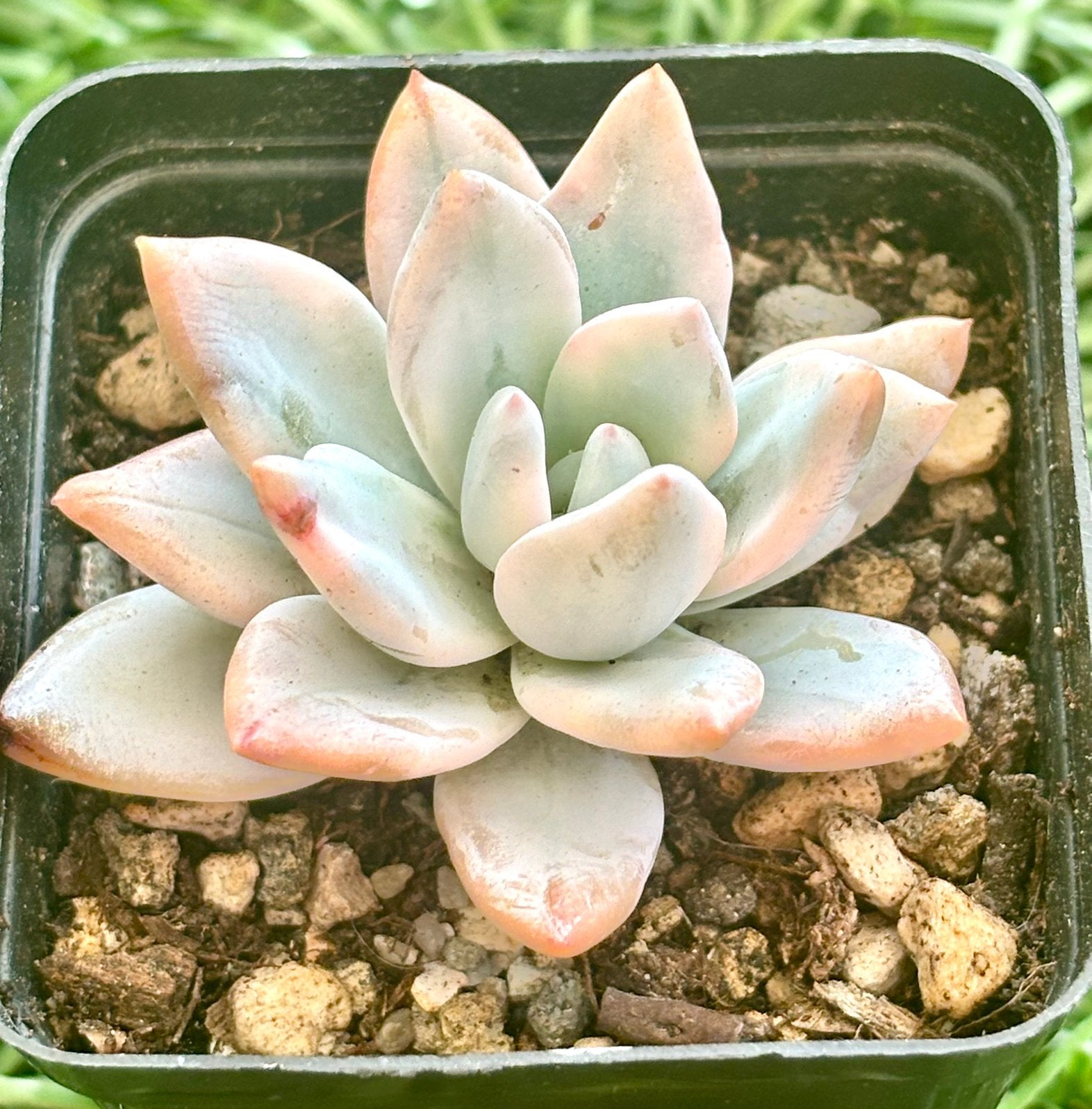 Pachyveria Powder Puff Variegated - 5 cm succulent, Ophalen of Verzenden, Halfschaduw, Minder dan 100 cm