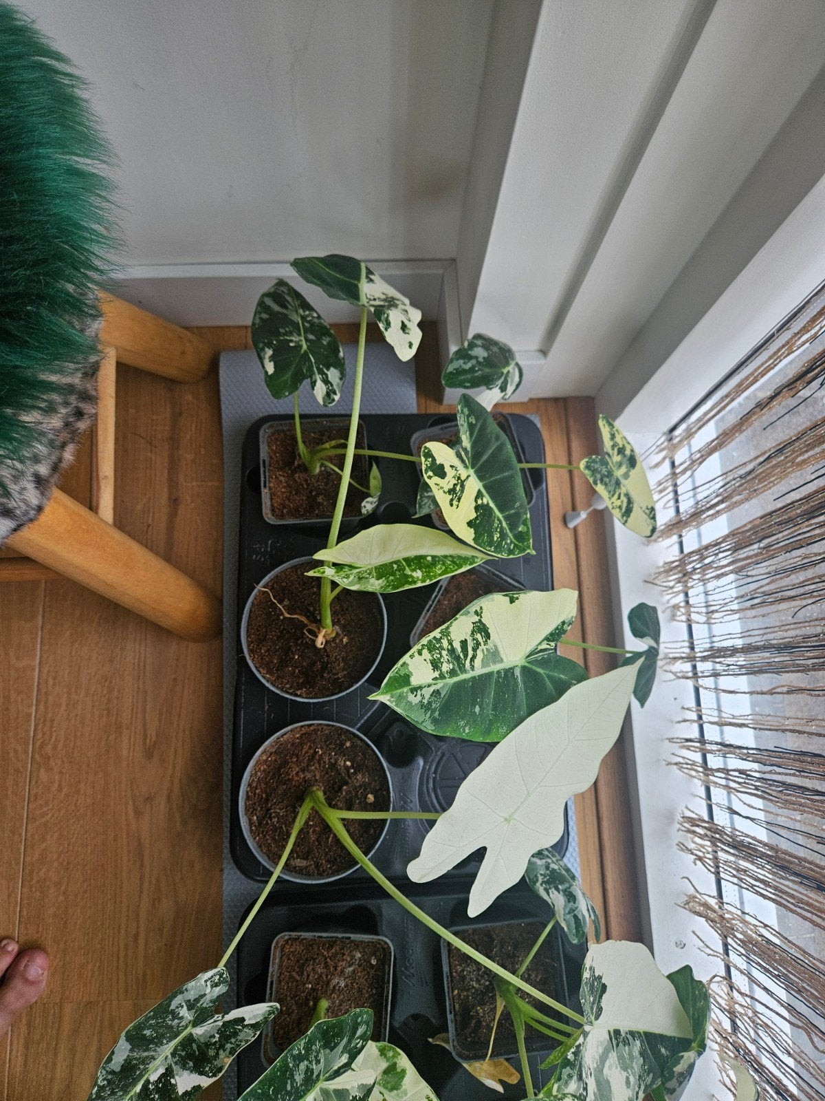 Alocasia 10 euro Frydek Variegata, Ophalen of Verzenden, Halfschaduw, Minder dan 100 cm