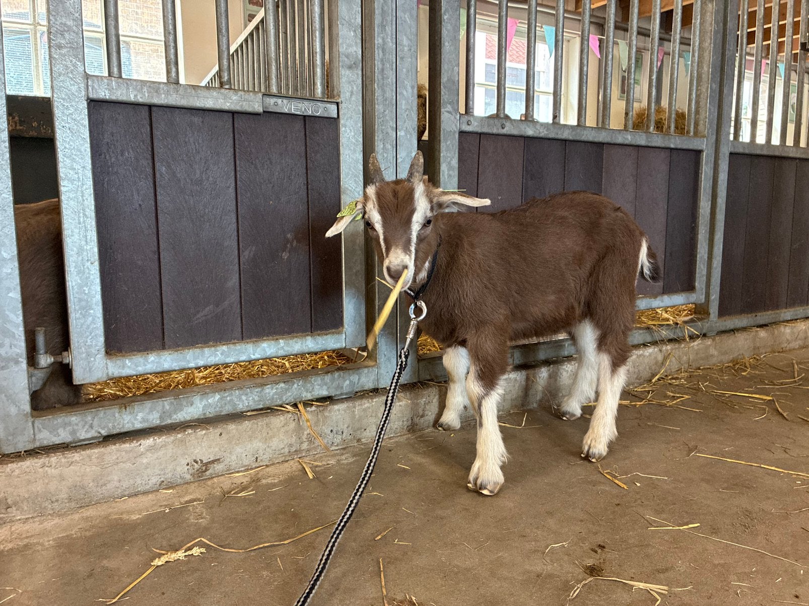 Toggenburger bokje CAE en CL vrij, Dieren en Toebehoren, Schapen, Geiten en Varkens, Mannelijk, Geit