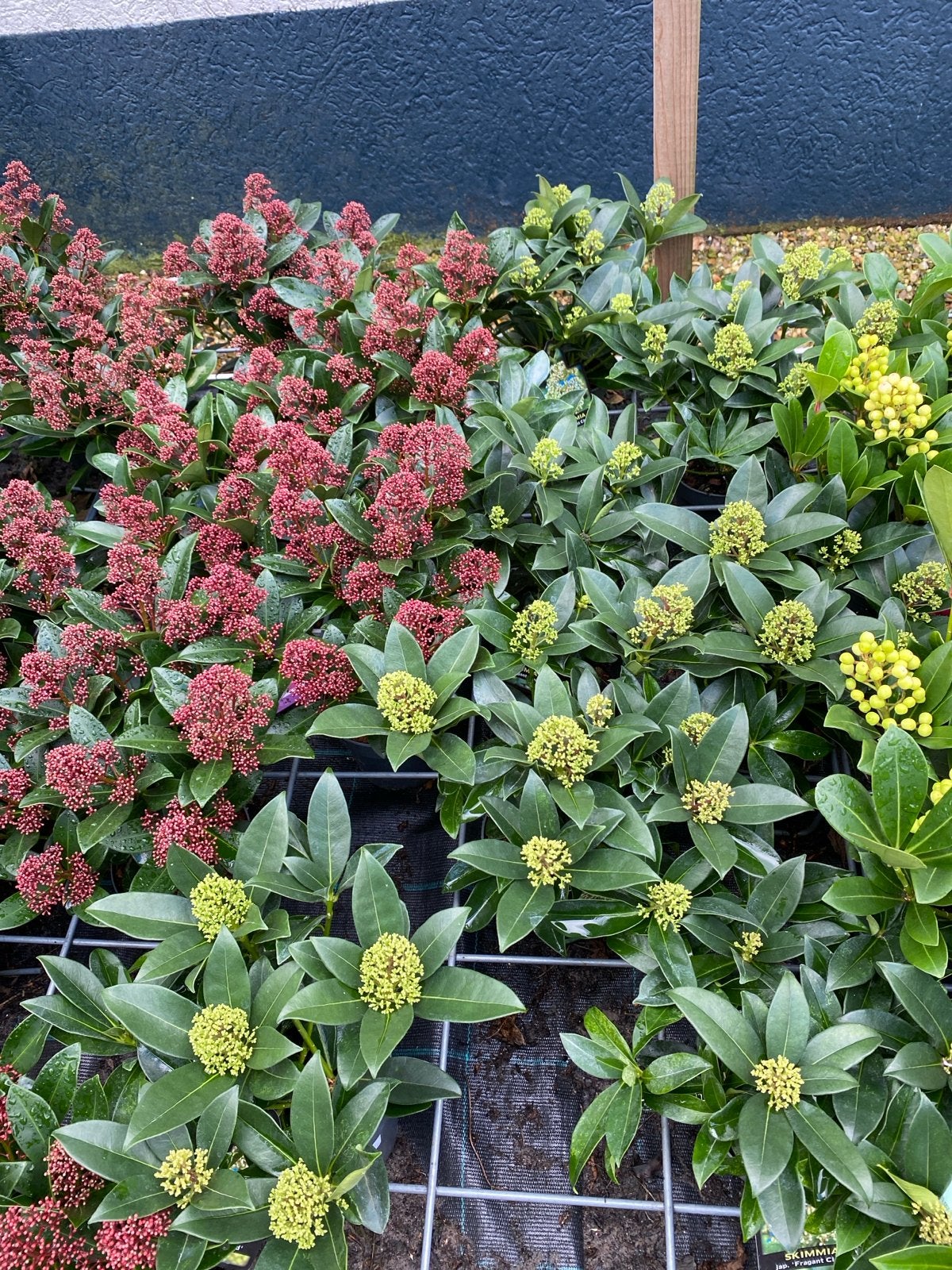 Skimmia: Prachtige planten met witte en rode bessen, Vaste plant, Halfschaduw, Winter, Ophalen