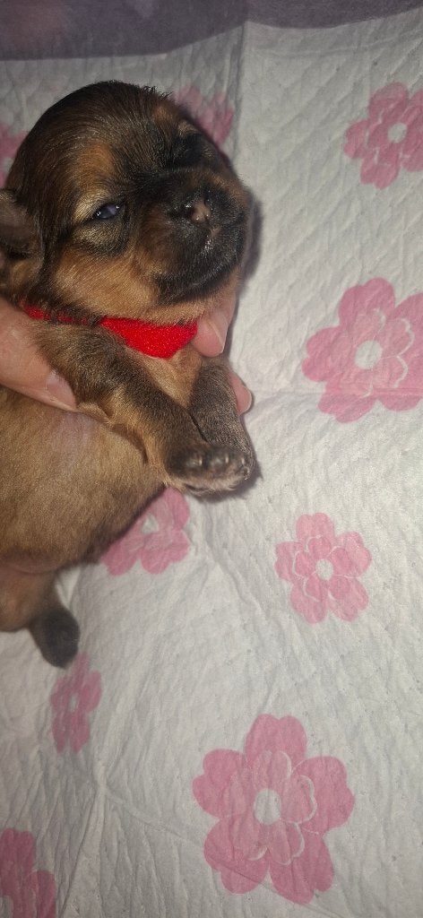 3/4e Pomeriaan pups 20 september geboren, Overige rassen, 8 tot 15 weken, Teef, Meerdere