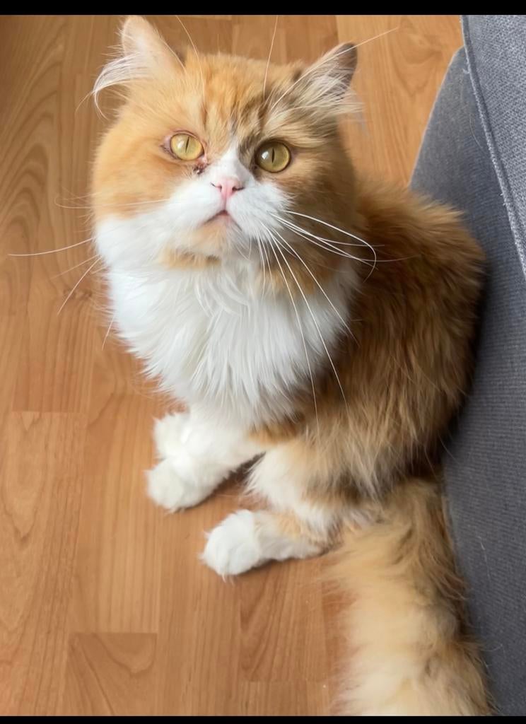 Prachtige Perzische kater zoekt poes voor nestje