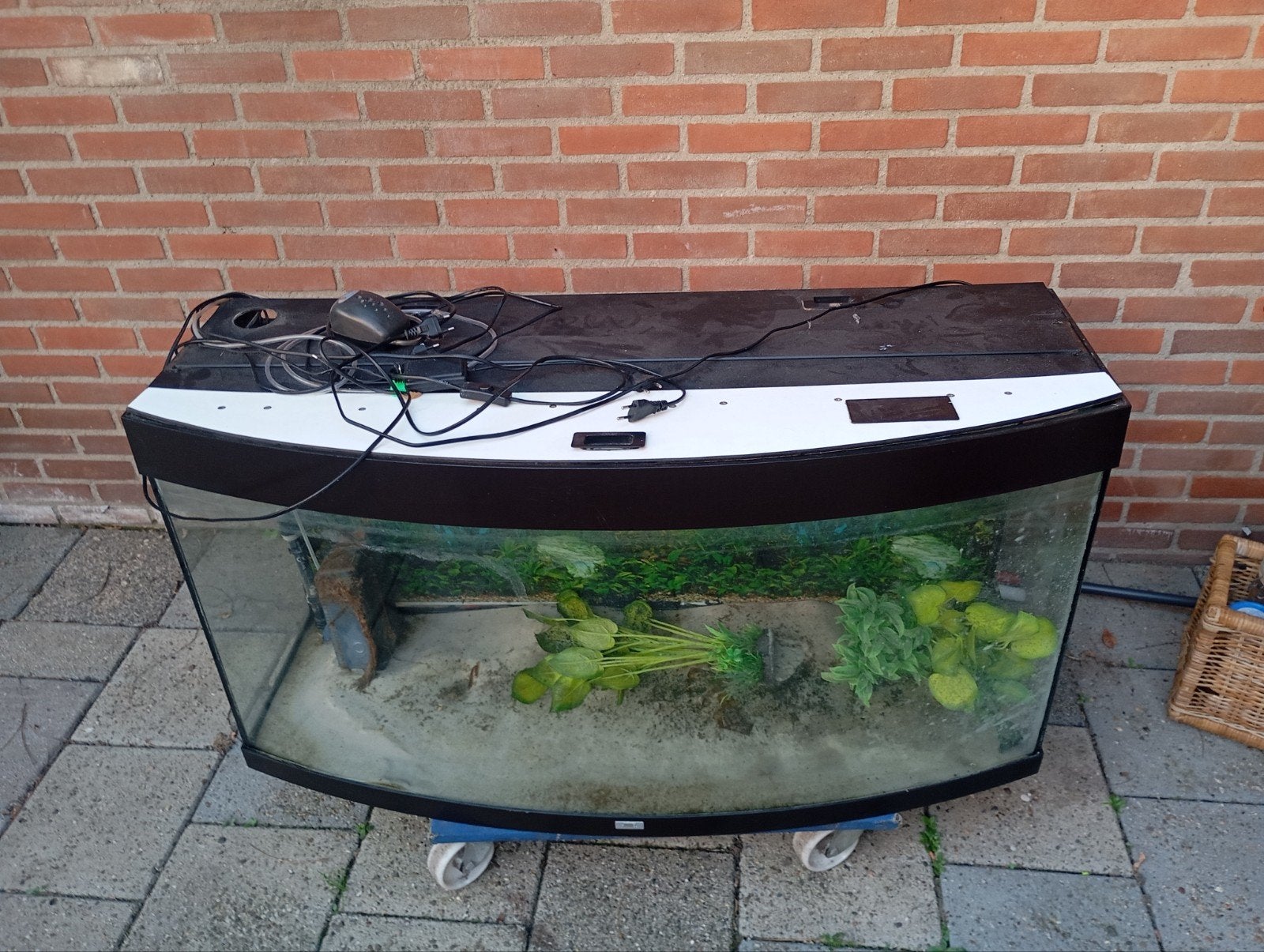 Juwel Vision 260 - 260 Liter Aquarium - Compleet met alles, Ophalen, Inclusief toebehoren, Gebruikt, Gevuld zoetwateraquarium